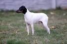 Japanese Terrier - Origins, Temperament & Care (BREED GUIDE)
