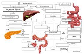 Digestive System Concept Map Key By Biologycorner Tpt