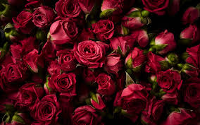 Find the best red and black 4k wallpaper on getwallpapers. Download 3840x2400 Wallpaper Pink Roses Buds Flowers 4k Ultra Hd 16 10 Widescreen 3840x2400 Hd Image Background 2616