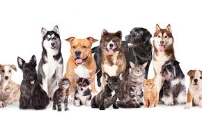 Nov 15, 2019 · shop costco's eagan, mn location for electronics, groceries, small appliances, and more. Pet Grooming In Eagan Pawlished Pets Grooming Salon