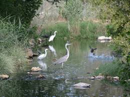 It is important to determine if wetlands are present before you buy or build on a piece of property because certain activities in wetlands are regulated by dnr and the acoe and state and/or federal permit approvals are required. Oman S Wetlands Reduce Greenhouse Gas Emissions By 2 Oman Gulf News