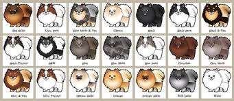 Pomeranian Puppy Size Chart Www Bedowntowndaytona Com