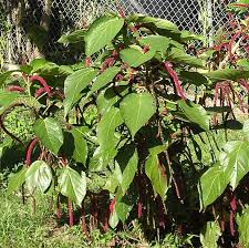 Image result for Acalypha sonderiana