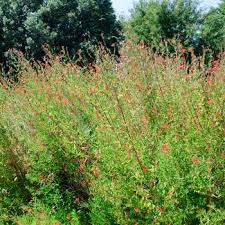 Image result for Anisacanthus