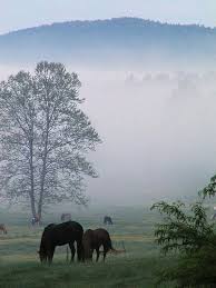 400 best home images in 2020 my old kentucky home kentucky kentucky girl pinterest