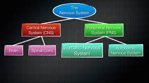 Want to learn more about it? 063 The Divisions Of The Nervous System Youtube