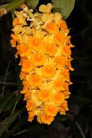 Dendrobium Densiflorum 2018 11 29 01 Flowers Plants Laos
