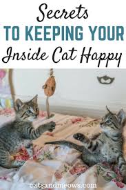 Do You Have An Indoor Cat Here Are Our Suggestions On How To Keep Your Little Fur Ball Happy A Happy Cat Means A Happy Owner Happy Cat Cat Care