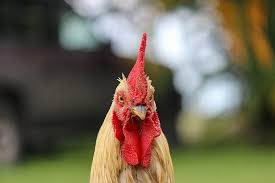 What color is a rooster's beak. Royalty Free Photo Selective Focus Photography Of Rooster S Head Pickpik
