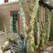 Fully matured plants typically reach a height of 3 to 4 m and a diameter of 10 to 12 cm., but others can reach up to 6 m tall. Lophocereus Schottii F Monstrosus Succulent Landscape Design Succulent Landscaping Totem Pole Cactus