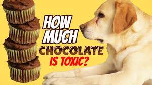 Most dog owners are aware that chocolate isn't good for dogs. How Much Chocolate Can Kill Your Dog Youtube
