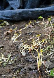 Check spelling or type a new query. How To Use Black Plastic To Kill Weeds And Clear Land Lovely Greens