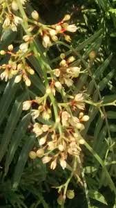 Image result for Schinus molle