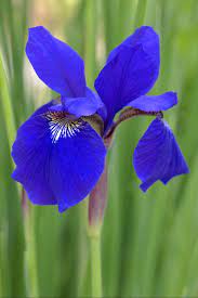 Blue Siberian Iris Iris Flowers Beautiful Flowers Pretty Flowers