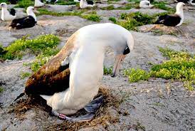 We did not find results for: Wisdom Burung Laut Tertua Berusia 64 Tahun Republika Online