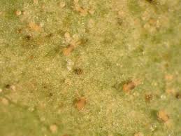 Spider mites can be a problem all year indoors and have a very broad host range. Spider Mites Indoors