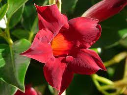 Ghivece de flori in categoria decoratiuni. Mandevilla O Cataratoare Spectaculoasa Plina De Flori