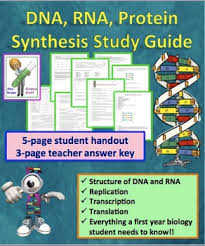 From dna to protein (6:26. Dna Rna Protein Synthesis Worksheet Study Guide By Amy Brown Science