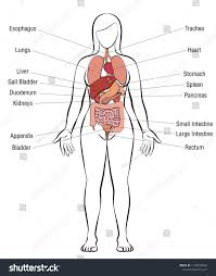 In the following article, we take a look at the important internal organs of the human body and their functions in the bigger biological system. Pin On Human Anatomy Study