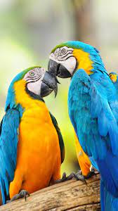 Guacamayo Azulamarillo Ara Ararauna Tambien Conocido Como Guacamayo Azul Y Amarillo Papagayo Amarillo O Par Aves Tropicales Aves Exoticas Pinturas De Aves