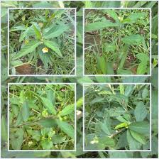 Makanan Rumput Untuk Kelinci Part 1 Davinci Rabbit