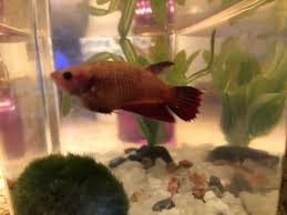 Female Betta Is Super Bloated Does Anyone Know Why She Is Very Active And Eats Normal But Her Stomach Is Super Huge Compared To My Male Bettafish