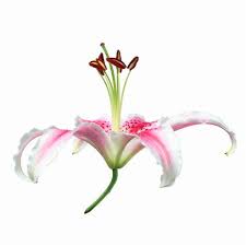 Does anything remove lily pollen stains? Pollen Stain Removal