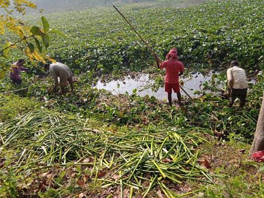 Transforming water hyacinth into eco-friendly products