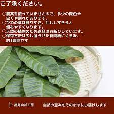 今年も話題の 香川産 びわの葉 100ｇ 1袋 生葉15-25枚 国産 無農薬 枇杷の葉 ビワの葉 温灸 湿布 びわエキス びわ療法  sdspanama.com