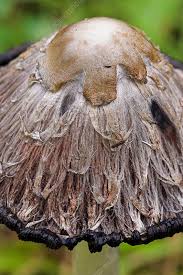 Image result for Coprinus comatus