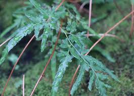 Image result for Lygodiaceae