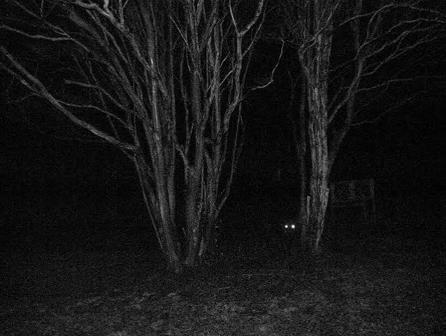 Eyes in the night : r/creepy