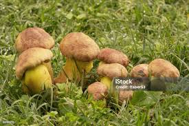 Image result for Boletus speciosus