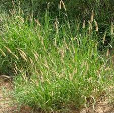 Image result for Cenchrus ciliaris