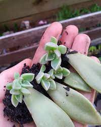 We did not find results for: Punny Plants Time To Repot These Baby Ghost Plants They