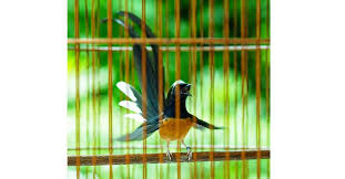 Hasil gambar untuk murai batu