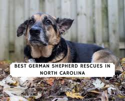 Join millions of people using oodle to find puppies for adoption, dog and puppy listings, and other pets adoption. 5 Best German Shepherd Rescues In North Carolina 2021 We Love Doodles