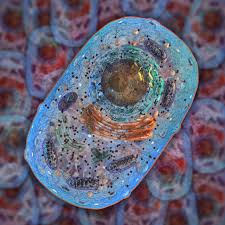 Animal cells cell structure and function. A Quick Guide To The Structure And Functions Of The Animal Cell Biology Wise