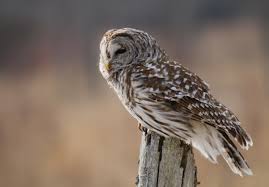 Leslie Abram Photography