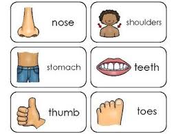 Parts Of My Body Printable Flashcards Preschool Health