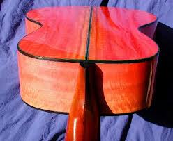 Image result for Berchemia zeyheri