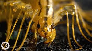 Maybe you would like to learn more about one of these? House Centipede How To Get Rid Of Thousand Leggers Video The Money Pit