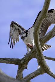 Florida Birds Of Prey Images Osprey West Coast Florida Birds