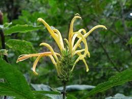 Image result for Justicia aurea