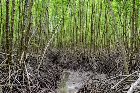 Image result for Rhizophora racemosa