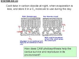 Now conservationists are finding creative ways to rescue them. Station One Study This Picture Of The Environment