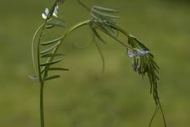 Image result for Vicia hirsuta