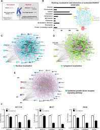 Novel Nuclear Role Of Hdac6 In Prognosis And Therapeutic Target For Colorectal Cancer Biorxiv
