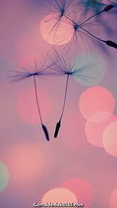 Treffer zu ihrer suche nach bildschirmhintergründe bei c't magazin. Legendar Hubsche Handy Bildschirmhintergrunde 1 Cool Iphone Wallpapers Hd Best Iphone Wallpapers Dandelion Wallpaper
