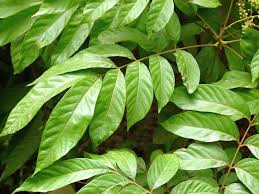 Image result for Lepisanthes